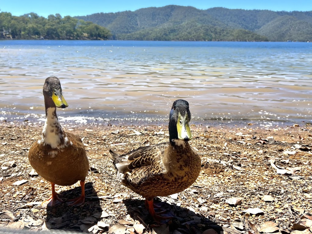 ODeer Lake Eildon Accommodation in Taylor Bay | 230 Taylor Bay Left Arm Rd, Taylor Bay VIC 3713, Australia | Phone: 0407 812 536