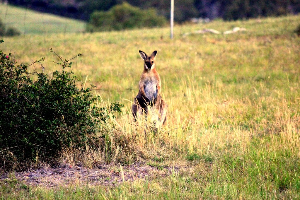 Waterfall Way Farmstay | 158 Wakefield Rd, Wollomombi NSW 2350, Australia | Phone: 0488 194 289