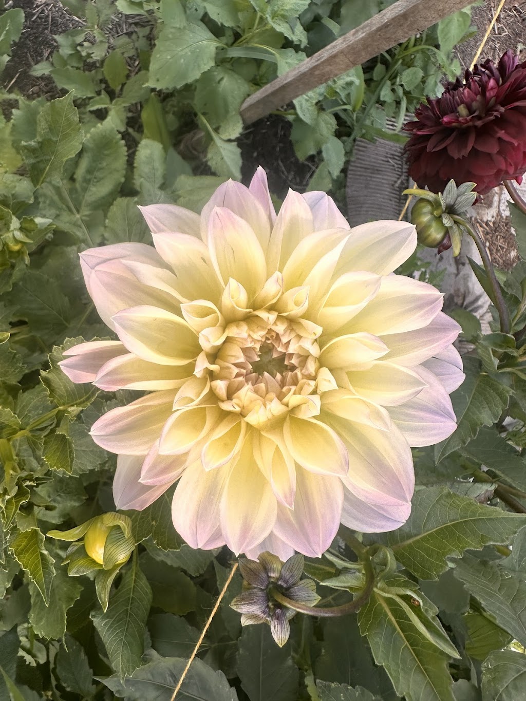 Flower Eros | Pinchin Rd, The Channon NSW 2480, Australia | Phone: 0457 729 862