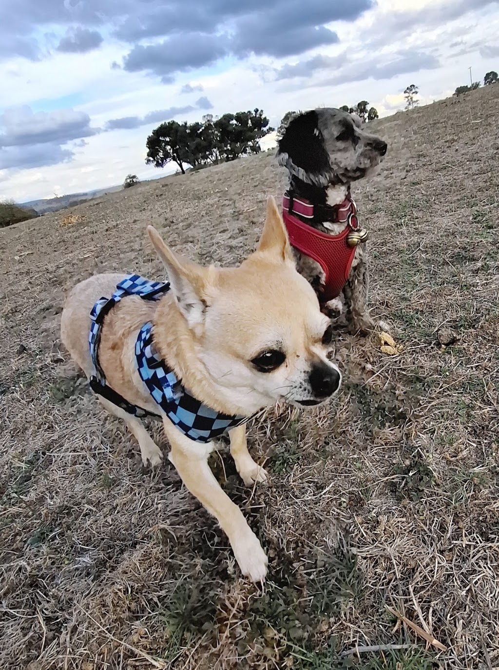 Tumbarumba Paws and Play (Tumbarumba) | 53 Gilbert St, Tumbarumba NSW 2653, Australia | Phone: 0417 202 784