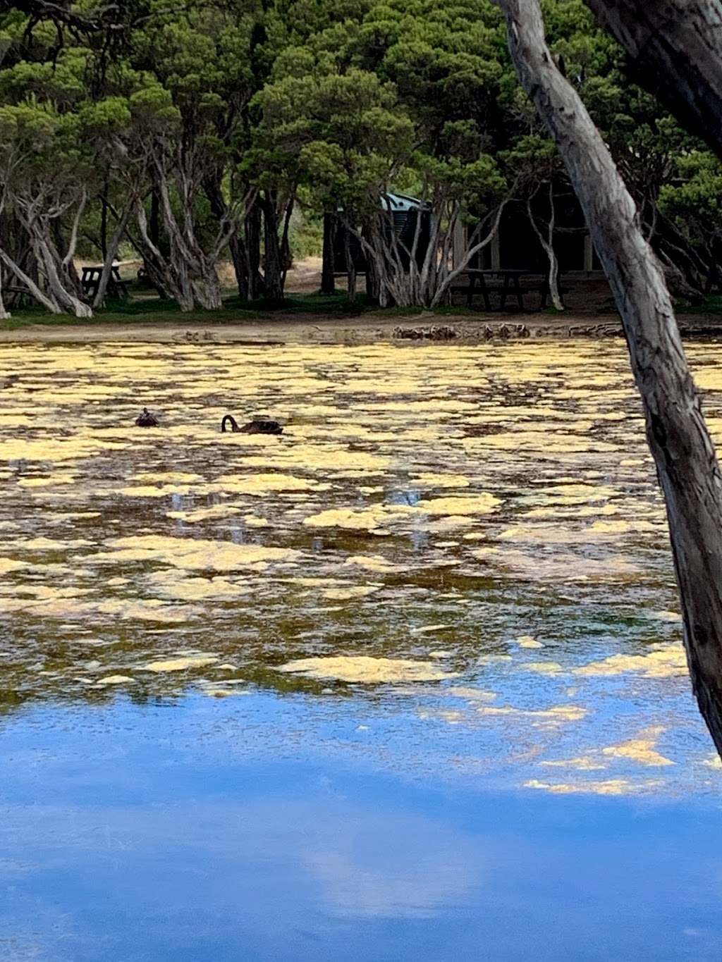 Antechamber Bay North Campground | campground | Lashmar Rd, Antechamber Bay SA 5222, Australia | 0885534444 OR +61 8 8553 4444