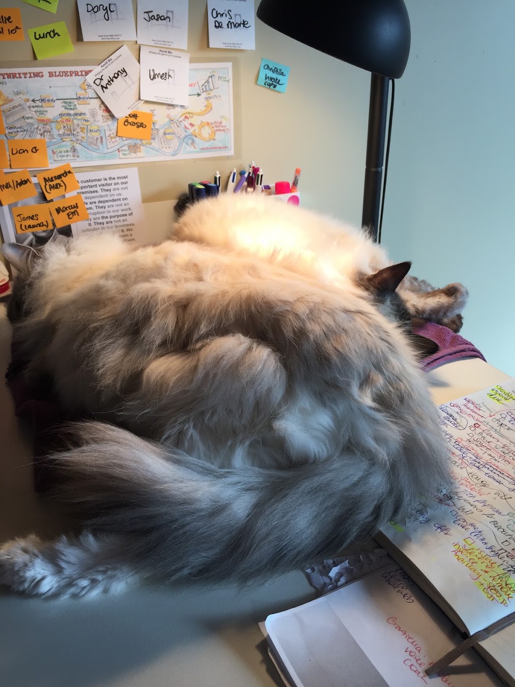 Black Cat Boarding | 10 Woodbyne Cres, Mornington VIC 3931, Australia | Phone: (03) 5977 0908