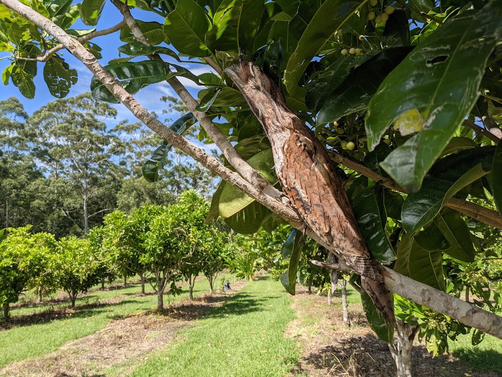 Hinterland Harvest | 9B Noble Rd, Blue Knob NSW 2480, Australia | Phone: 0450 604 357