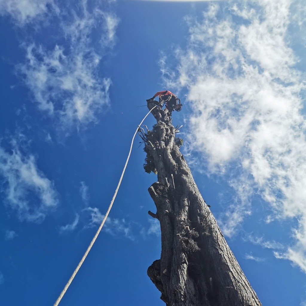 Superb Tree Care | 57 Kilvington Dr, Emerald VIC 3782, Australia | Phone: (03) 9804 7369