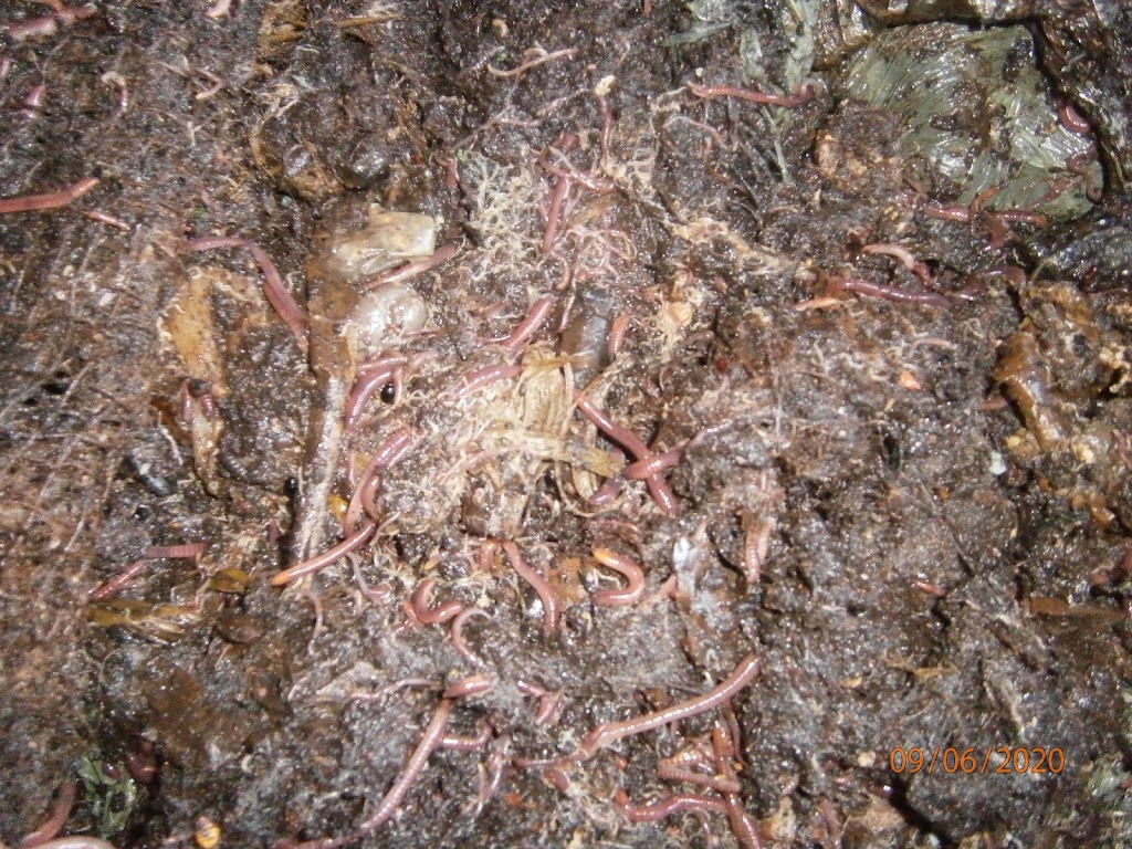 Rosemeadow Worm Farming | 5 Fitzgibbon Ln, Rosemeadow NSW 2560, Australia | Phone: (02) 9057 6479