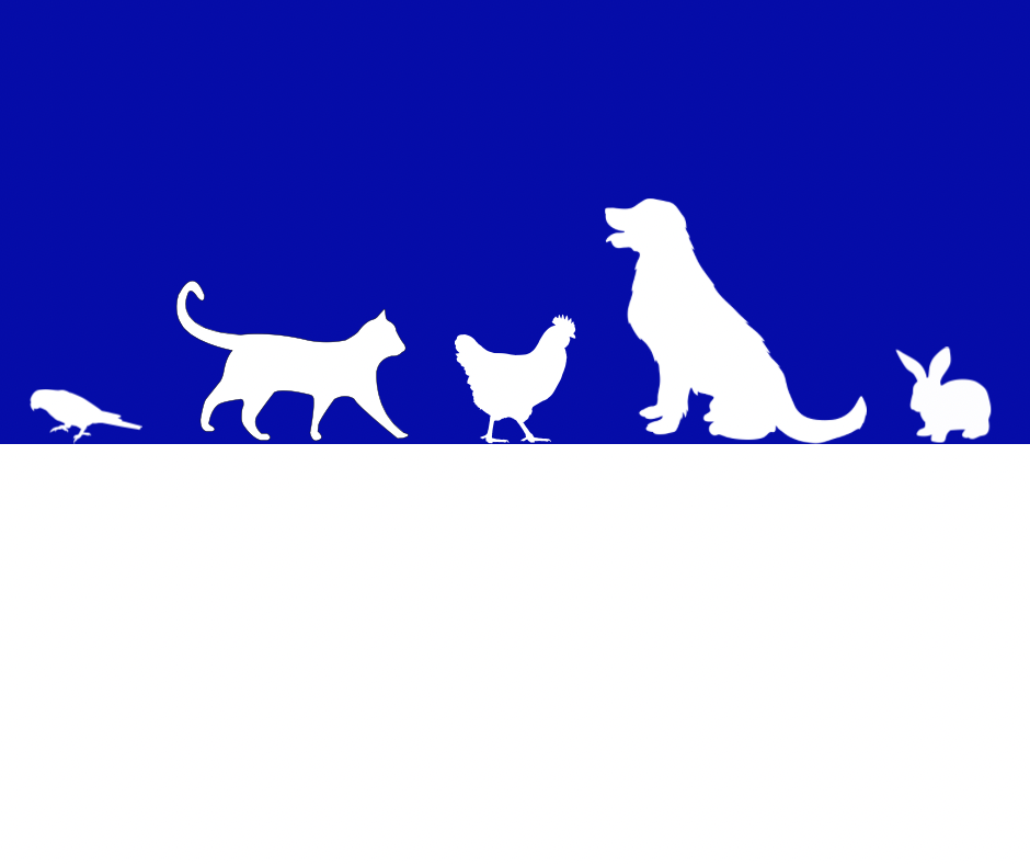 Chasing Tails Pet Services | 275 Roberts Creek Rd, Blaxlands Ridge NSW 2758, Australia | Phone: 0416 377 811