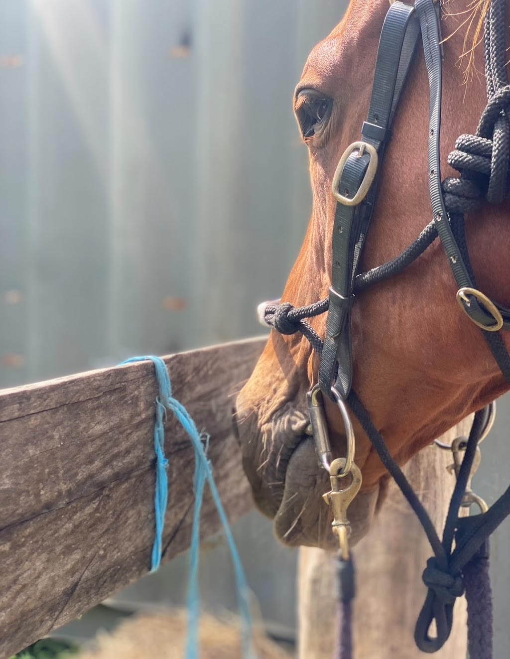 Watagan Australia Agistment & Spelling | 43 Watagan Rd, Martinsville NSW 2265, Australia | Phone: 0450 221 294