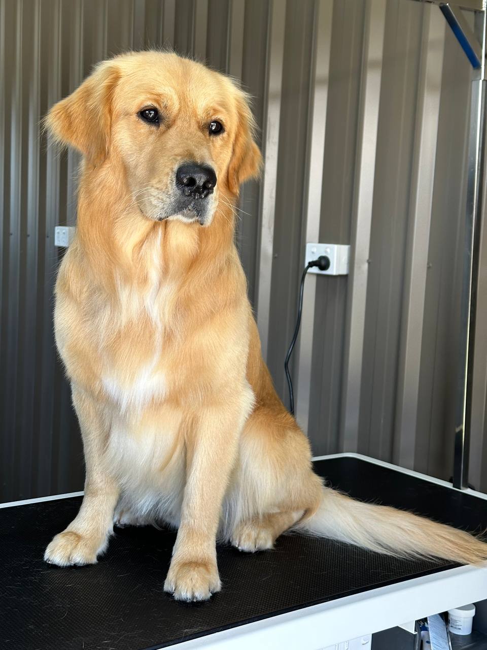 Emberlane Dog Grooming | 8 Elizabeth Dr, Griffith NSW 2680, Australia | Phone: 0491 701 326
