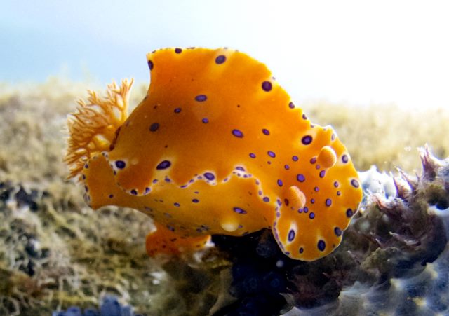 Dive Busselton Jetty | Busselton Visitors Centre, Queen St, Busselton WA 6280, Australia | Phone: (08) 9949 4777