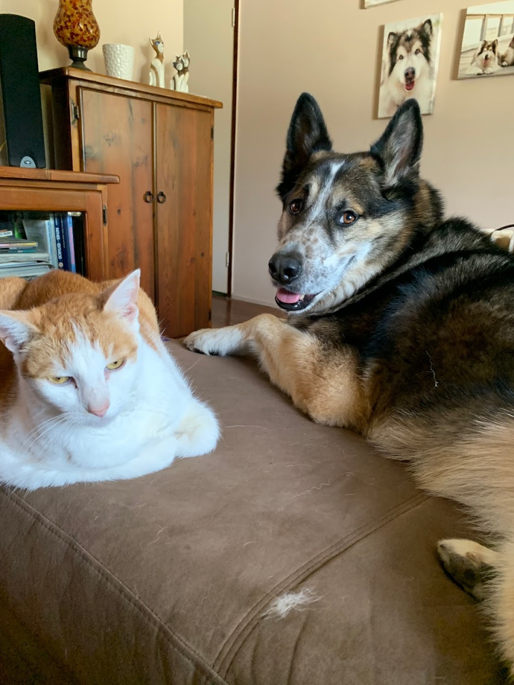 Perfection Pet Services | 15 Margaret St, Alexandra Hills QLD 4161, Australia | Phone: 0407 122 139