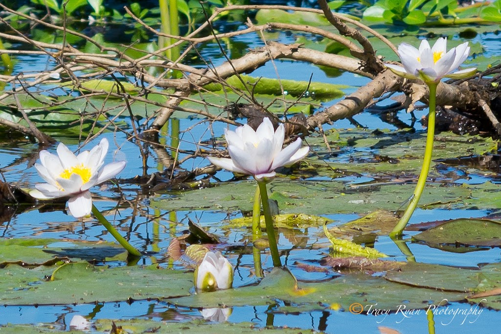 Mary River National Park | Point Stuart Rd, Point Stuart NT 0822, Australia | Phone: (08) 8978 8986