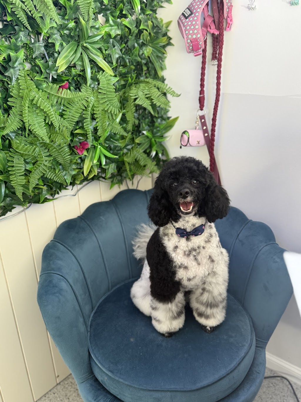 Bears Barking Lot | 24 Mahogany Dr, Plainland QLD 4341, Australia | Phone: 0458 898 973