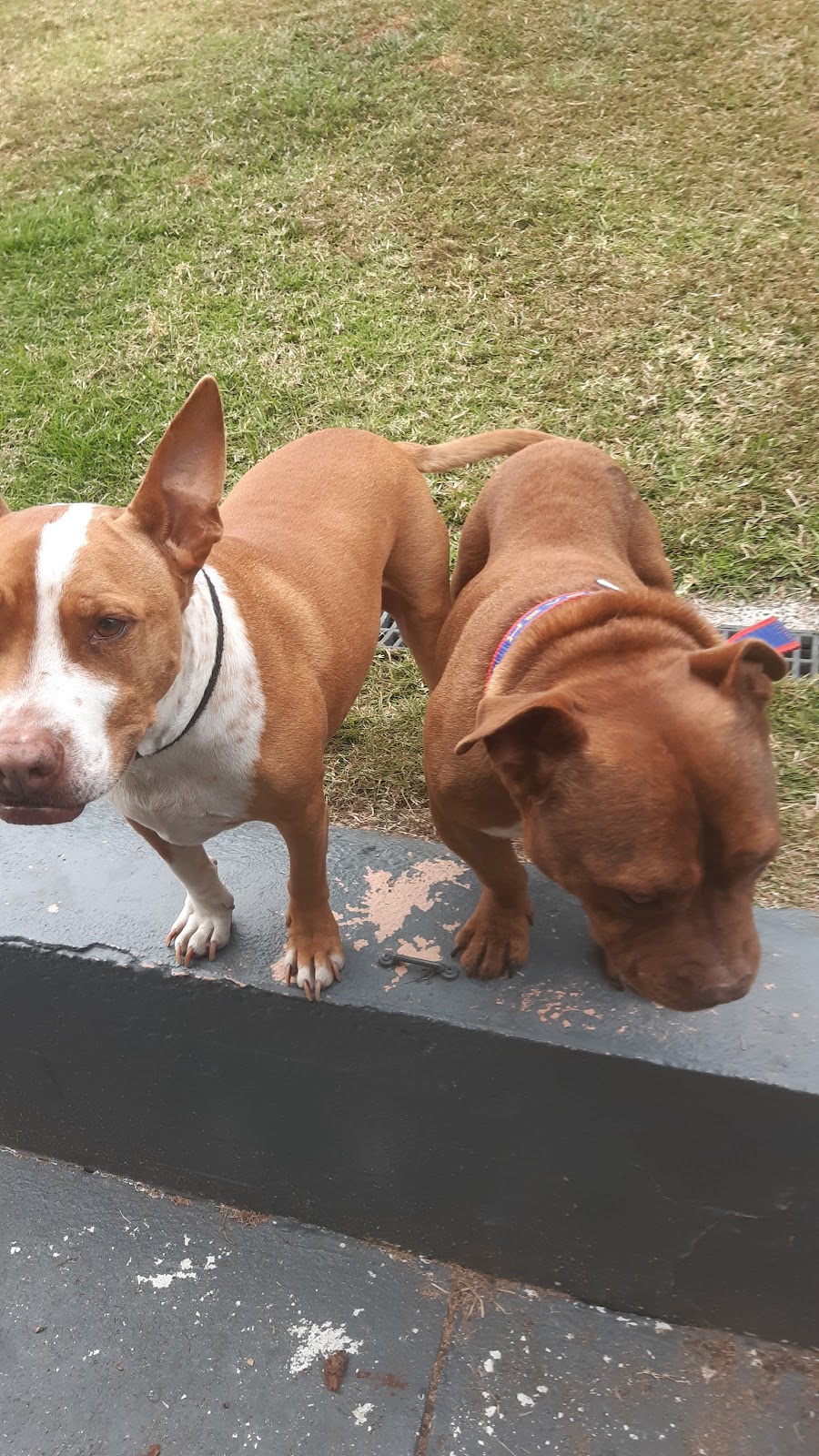 Billys dog walking n sitting+vists | 30 MacKay St, South Grafton NSW 2460, Australia | Phone: 0414 077 174