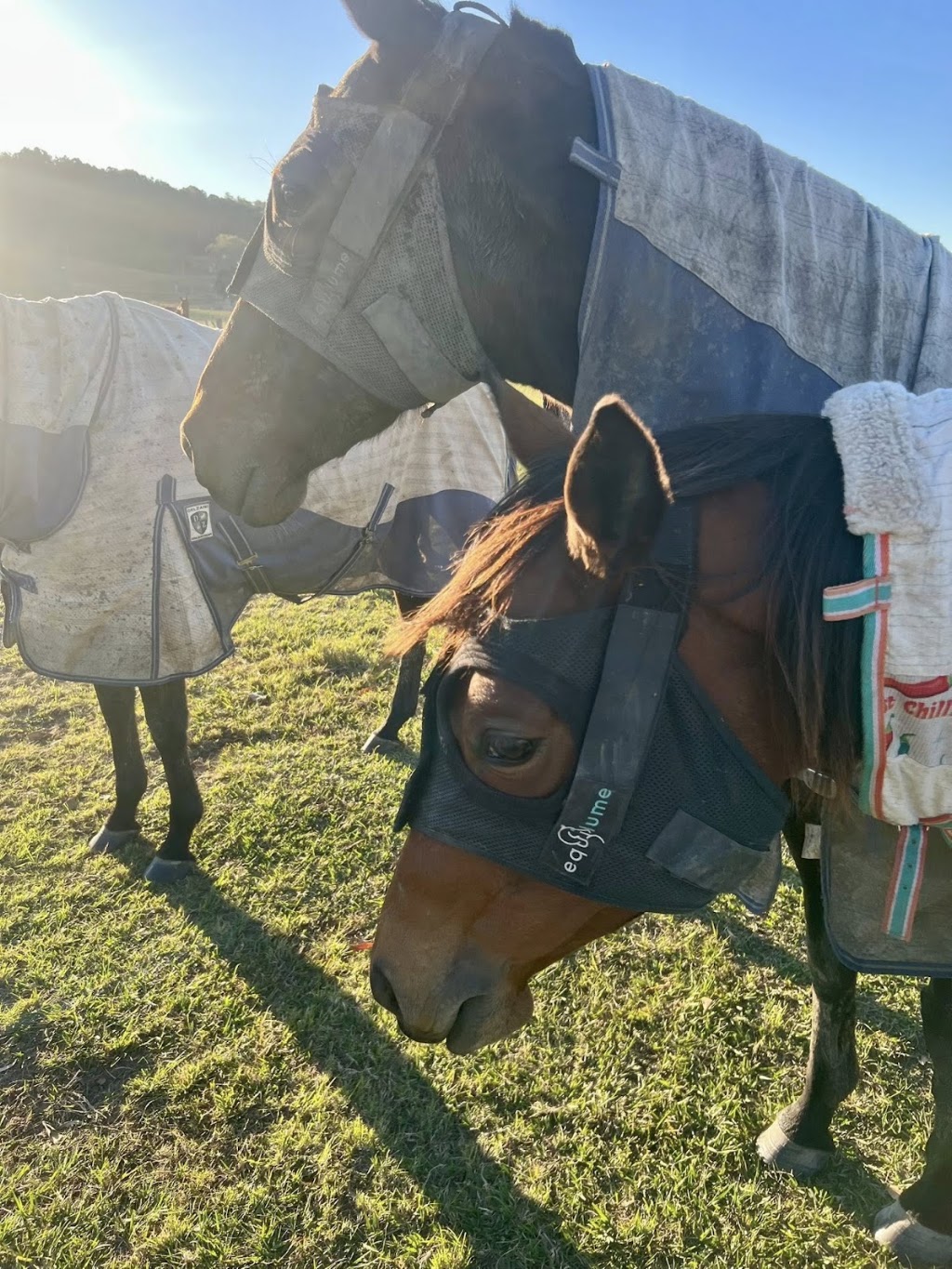 Someday Racing & Breeding | 363 Round Mountain Rd, Laravale QLD 4285, Australia | Phone: 0435 382 443