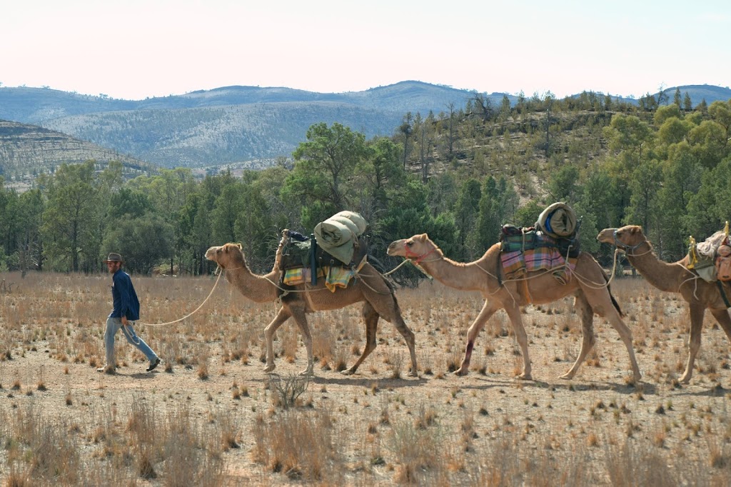 Flinders and Beyond Camel Treks | N Flinders Rd, Blinman SA 5730, Australia | Phone: (08) 8648 3713