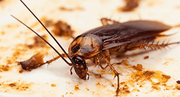 Same Day Pest Control Osborne | 65 Morea St, Osborne SA 5017, Australia