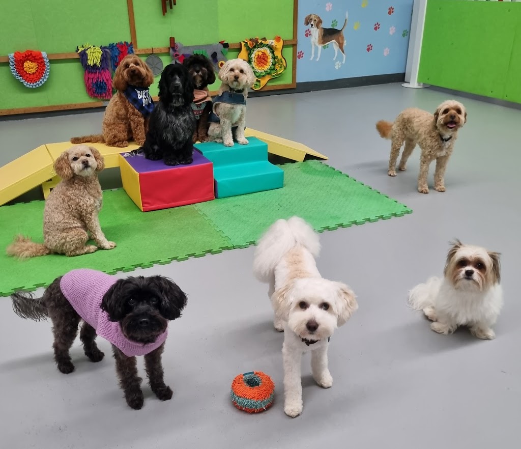 Simply Paws Daycare For Dogs | 1/13 Yandina Rd, West Gosford NSW 2250, Australia | Phone: 0415 838 082