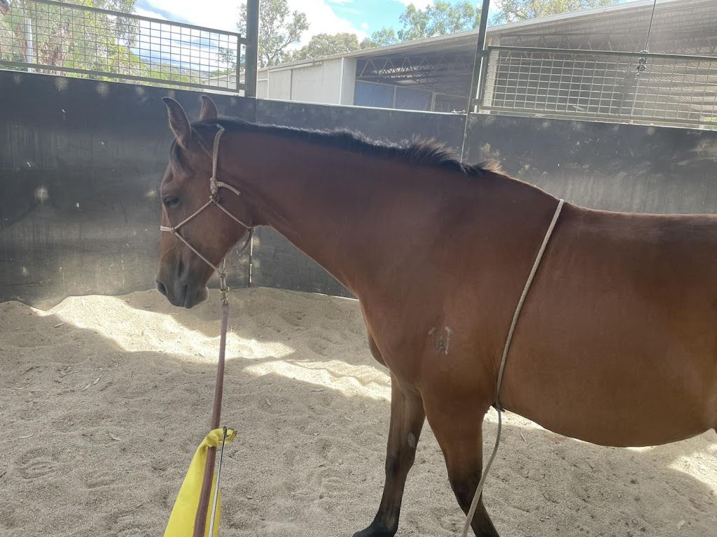 Jason McInnes Atomic Horsemanship | 35 Commercial Rd, Benalla VIC 3672, Australia | Phone: 0400 505 561 Jason McInnes Atomic Horsemanship | 35 Commercial Rd, Benalla VIC 3672, Australia | Phone: 0400 505 561