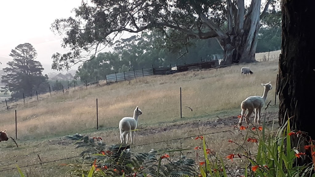 Alternative View Alpacas |  | 65 Pines Rd, Mirboo North VIC 3871, Australia | 0427201192 OR +61 427 201 192