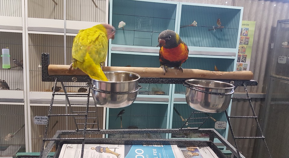 Go Wild Pets - Birds Produce,Pet Store and Pet Shop Sydney (1/120 Gilba Rd) Opening Hours