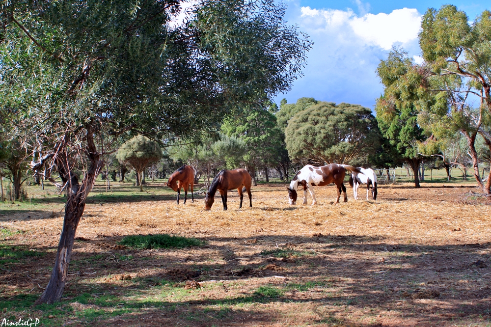 Windamere Horse Haven Associated Incorporated | 589 Burfords Hill Rd, Mount Torrens SA 5244, Australia | Phone: 0434 944 194