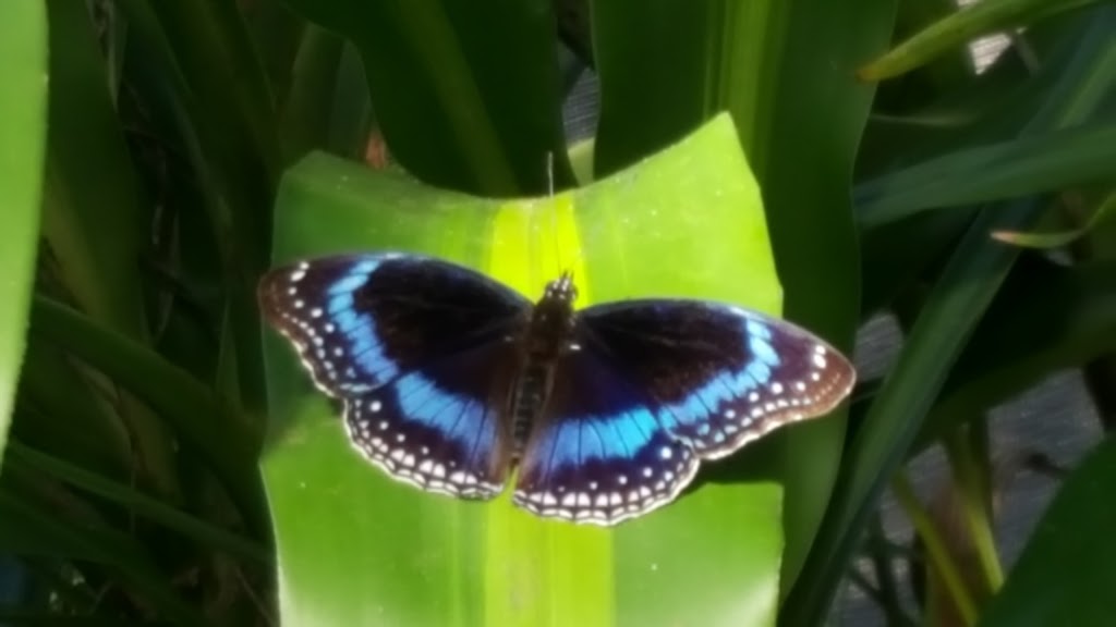 Butterfly Sanctuary | Kuranda QLD 4881, Australia