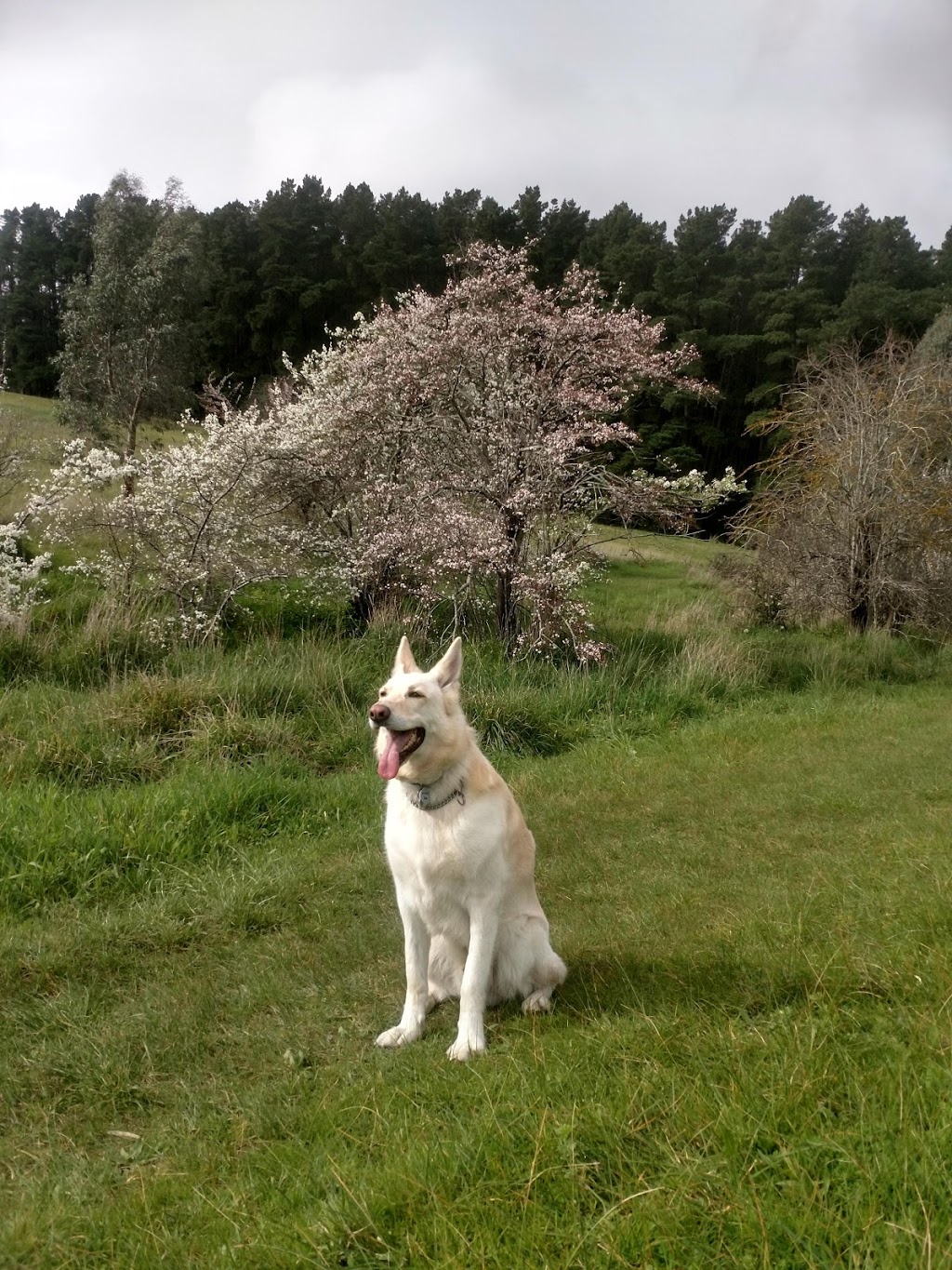 Blackwood Forest Recreation Park | park | Hawthorndene SA 5051, Australia