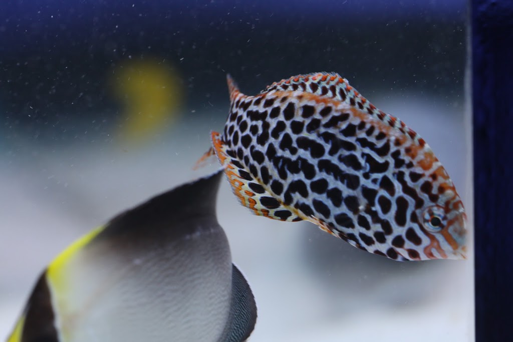 Reef Haven Aquarium | pet store | 706 Doncaster Rd, Doncaster VIC 3108, Australia | 0432176618 OR +61 432 176 618