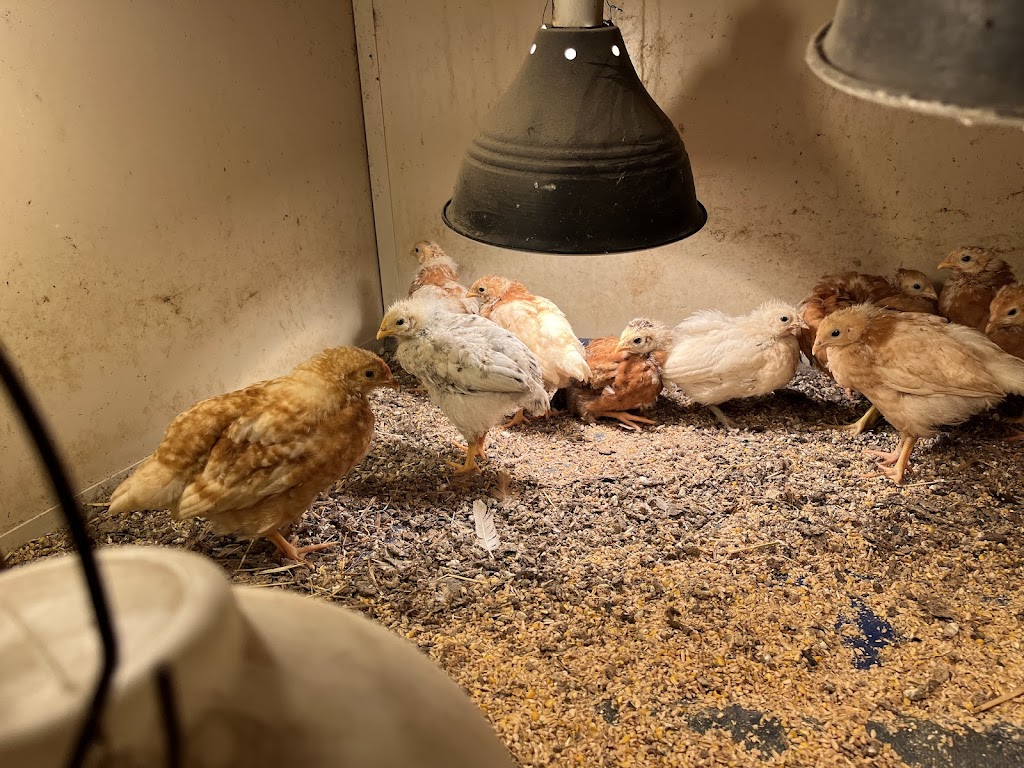 Birdman George | 75 Lemajics Rd, Scarsdale VIC 3351, Australia | Phone: 0412 672 641