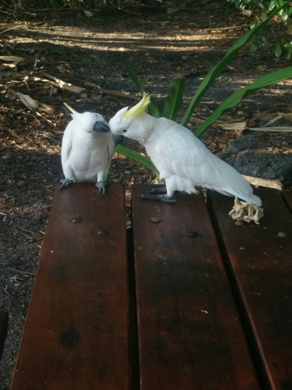 Paddle Bay | campground | South Molle Island QLD 4802, Australia | 137468 OR +61 137468