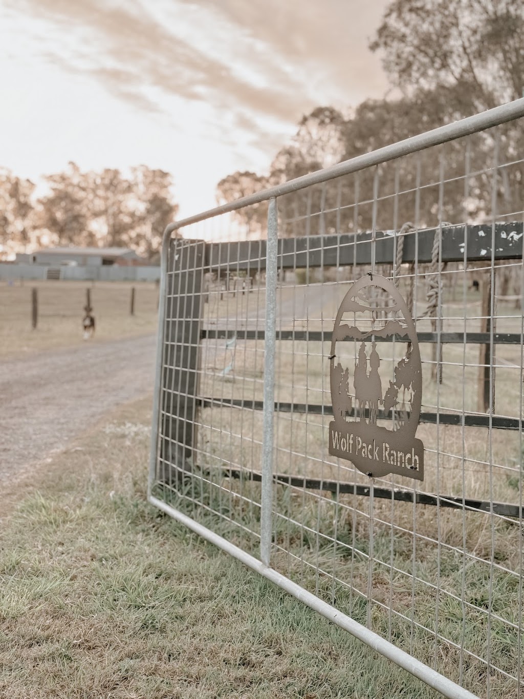 Wolf Pack Health and Wellness | Warren Rd, Wanora QLD 4306, Australia | Phone: 0400 053 939