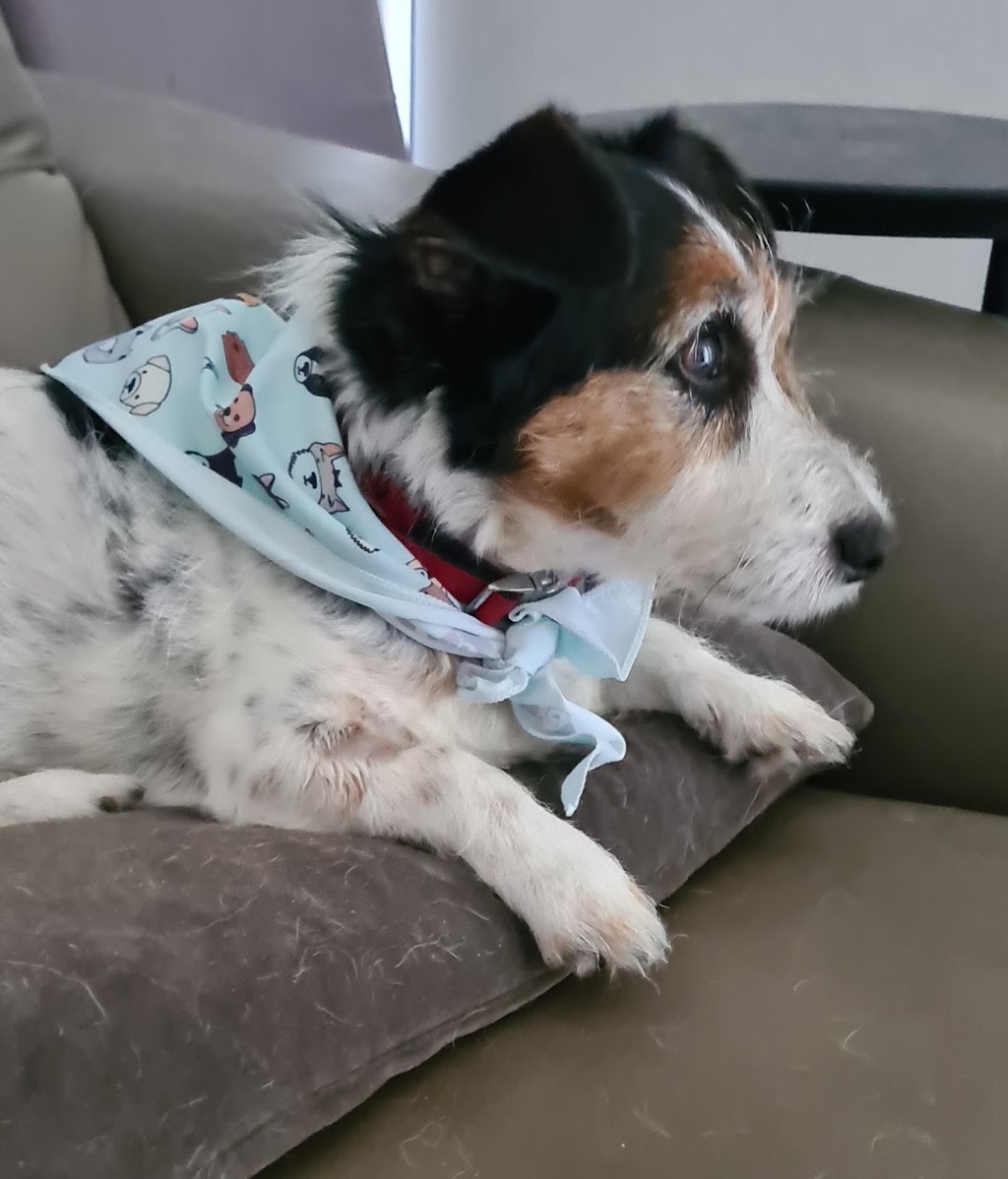 Dayboro Vet Surgery | 125 McKenzie St, Dayboro QLD 4521, Australia | Phone: (07) 3425 1544