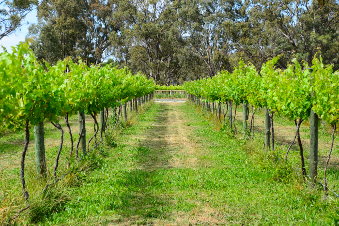 Barham Vines | food | 62 Riverview Drive, Barham NSW 2732, Australia | 0428768091 OR +61 428 768 091