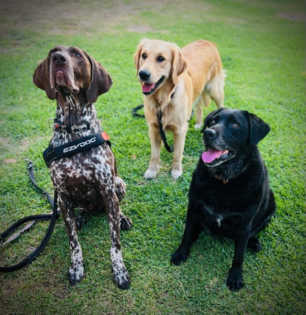 Takoda Dogs | 2941 Nelson Bay Rd, Salt Ash NSW 2318, Australia | Phone: 0417 494 868