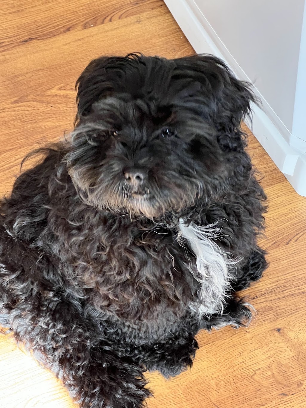 ICBOO- Inverness Breeder Of Companion Oodles | 4 Golf Links Rd, Glen Innes NSW 2370, Australia | Phone: 0421 351 649