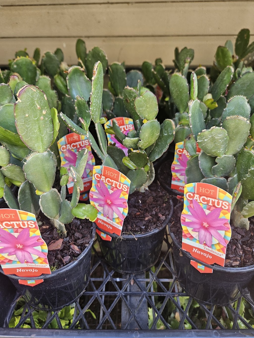 Schlumbergera Queensland | 35 Attewood Ave, Berrinba QLD 4117, Australia | Phone: 0407 432 368