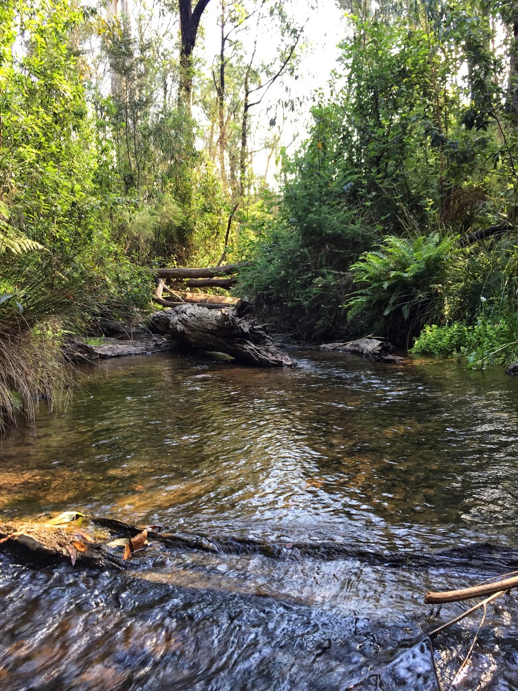 The Gums Camping Area | Kinglake West VIC 3763, Australia | Phone: 13 19 63