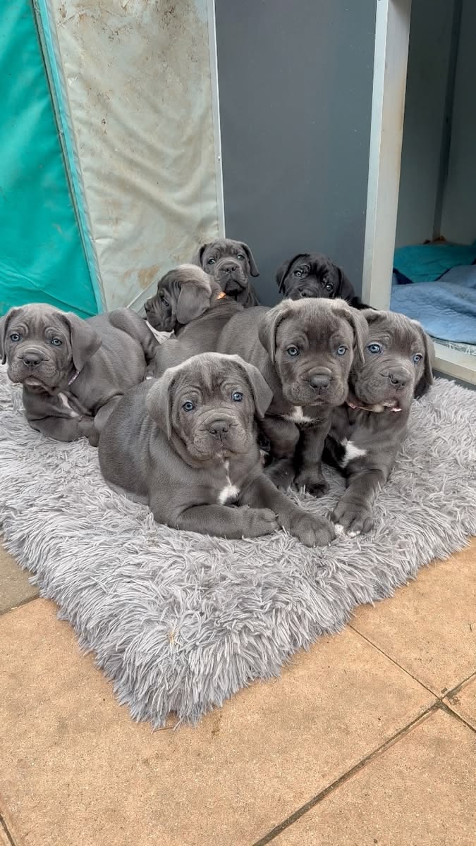 Staffy puppy for adoption | Great Ocean Rd, Lorne VIC 3232, Australia | Phone: 0468 134 315