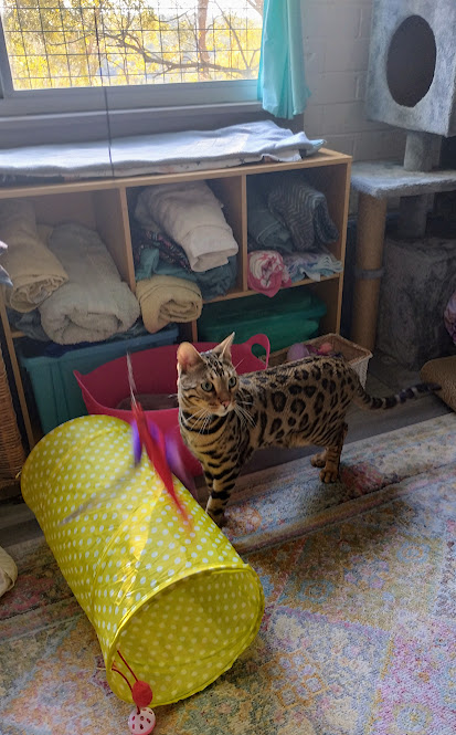 Kats Cat Care | 56 Terrymont Rd, Warrimoo NSW 2774, Australia | Phone: 0423 077 882