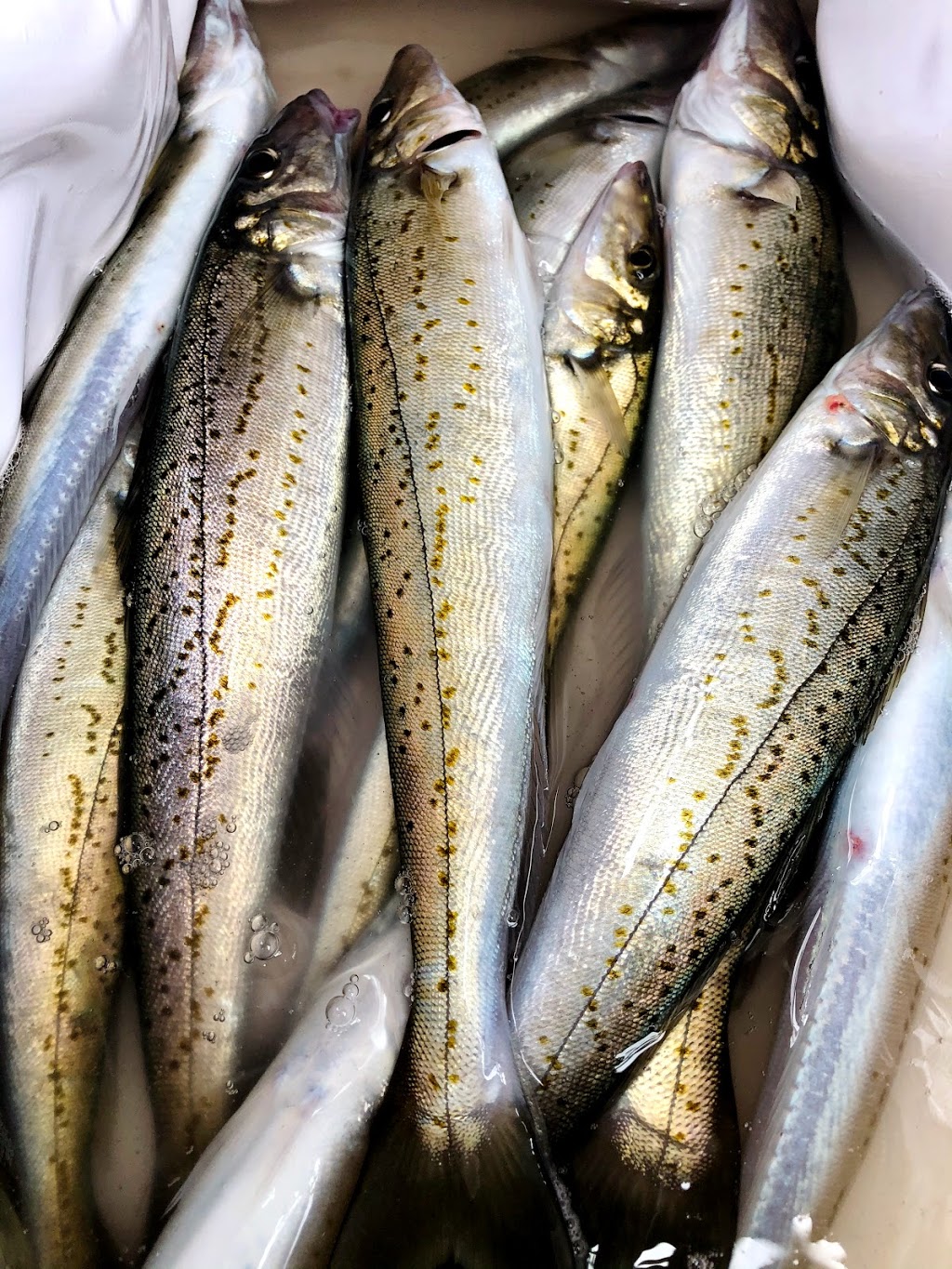 Think Big Fishing Charters | 2 Stony Point Rd, Think BIG Fishing Charters Westernport, Stony Point VIC 3919, Australia | Phone: 0423 696 061