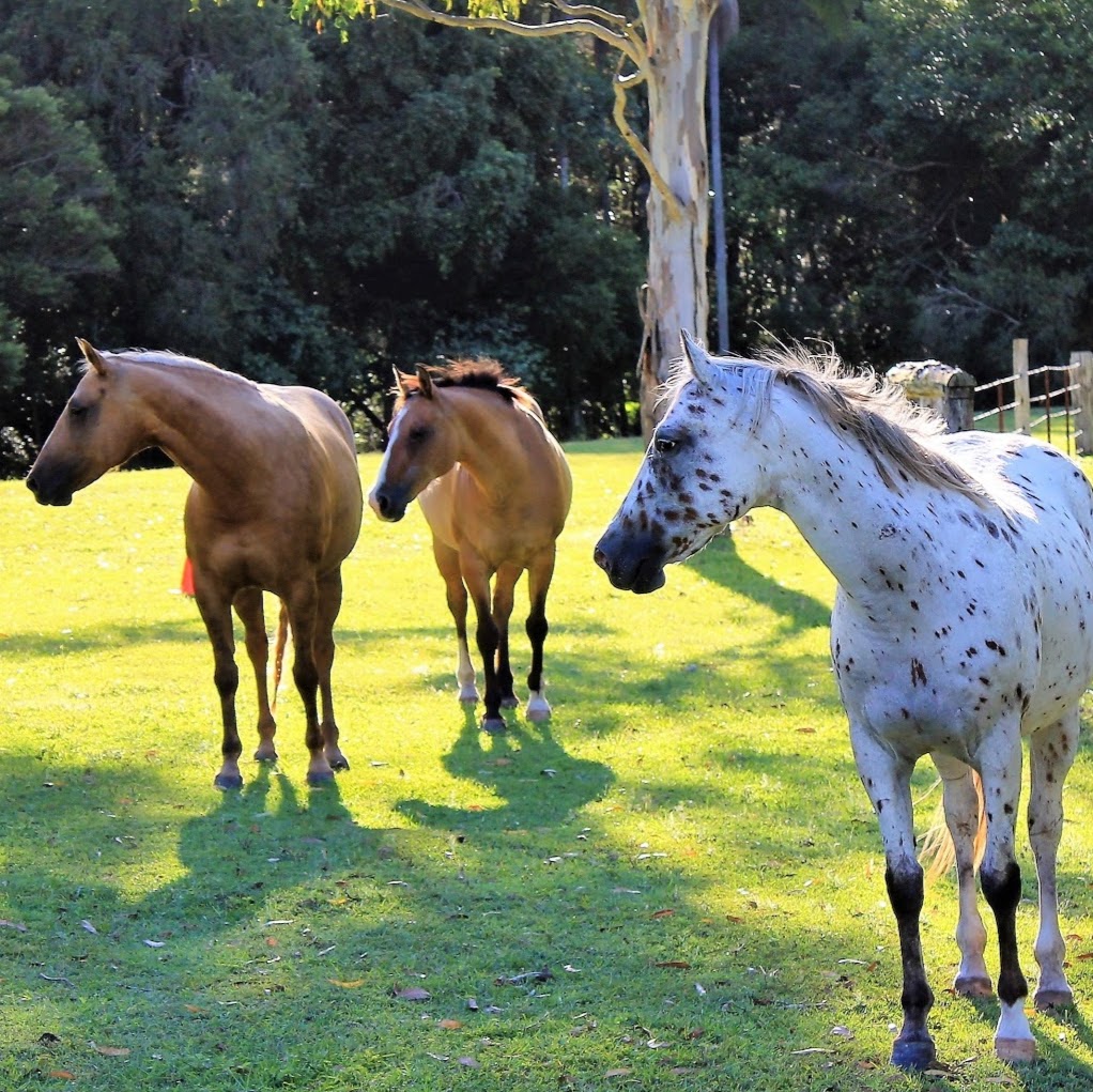 HorseAccord | health | 520 Cedar Creek Rd, Cedar Creek QLD 4207, Australia | 0411710780 OR +61 411 710 780