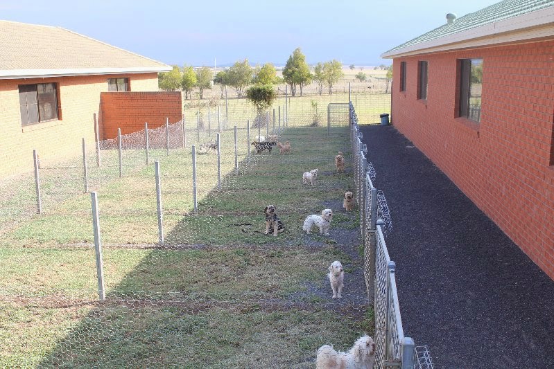 Pineview Boarding Kennels | 754 Wellcamp Westbrook Rd, Westbrook QLD 4350, Australia | Phone: (07) 4630 6159