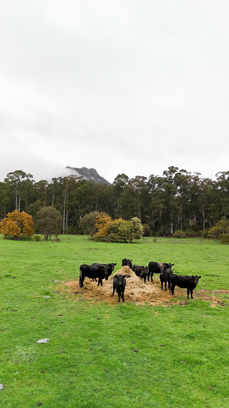 Riverstone Station | 380 Cathedral Ln, Taggerty VIC 3714, Australia | Phone: 0419 464 298