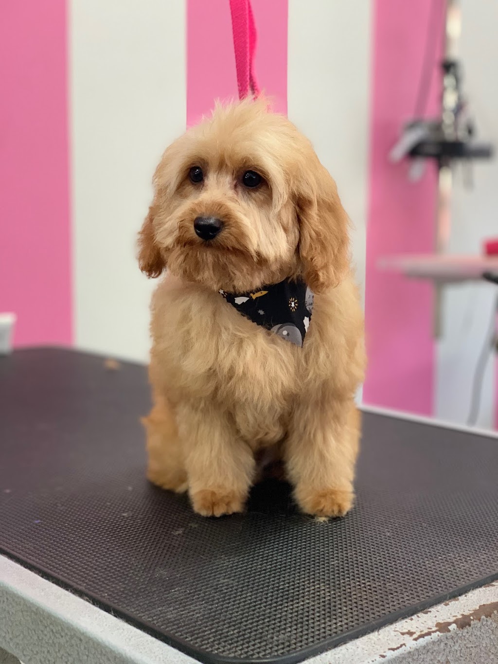 Williamstown Dog Grooming | 150 Ferguson St, Williamstown VIC 3016, Australia | Phone: (03) 9397 6998