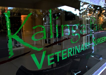 Kalinga Park Veterinary Surgery | 38 Shaw Rd, Wooloowin QLD 4030, Australia | Phone: (07) 3357 1588