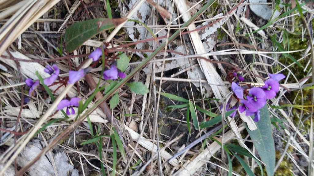 Cheong Wildflower Sanctuary | 1-29 Eastfield Rd, Croydon VIC 3136, Australia