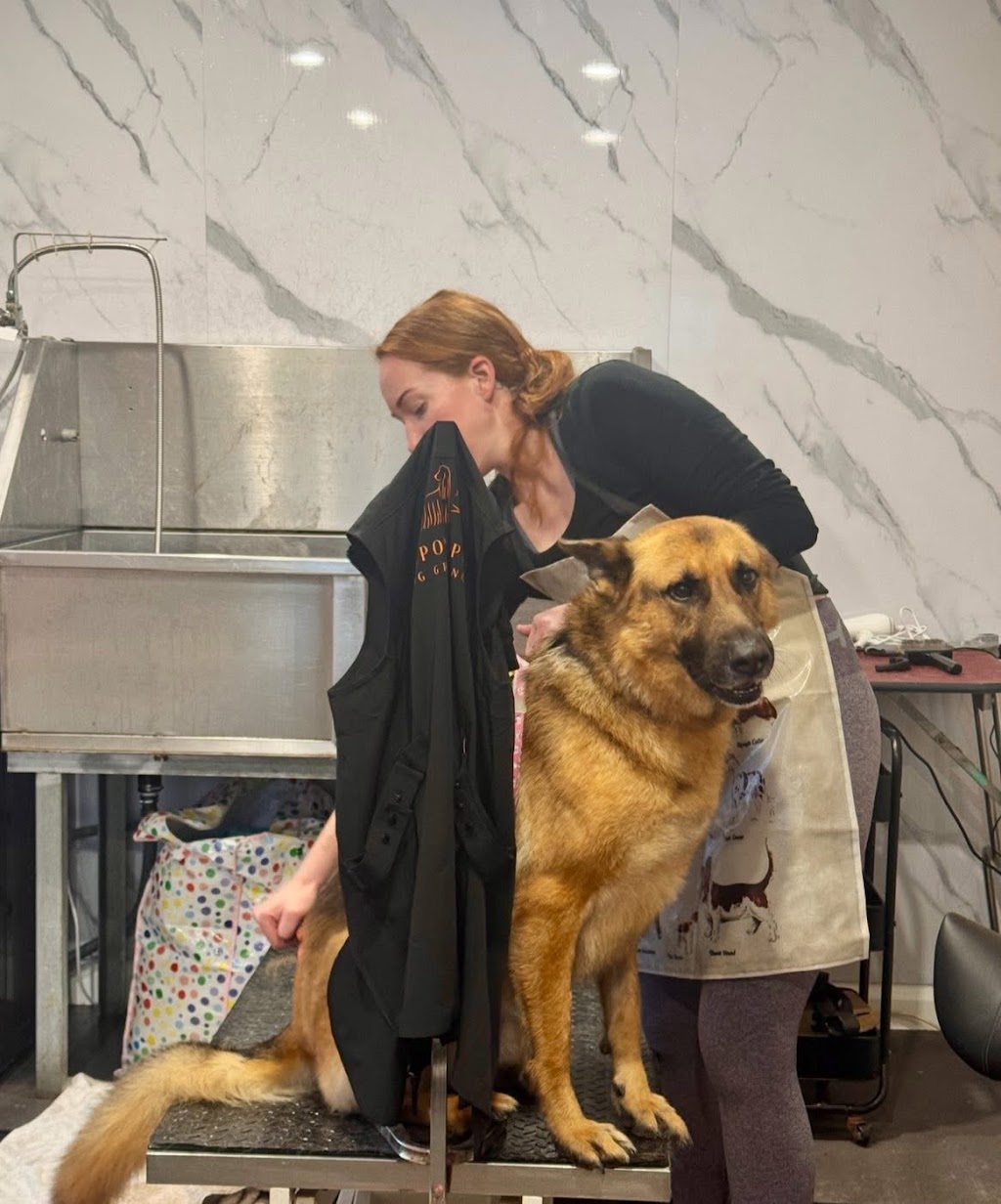 Guapo Puppo Dog Grooming | 58 Willcox Ave, Singleton Heights NSW 2330, Australia | Phone: 0434 632 455