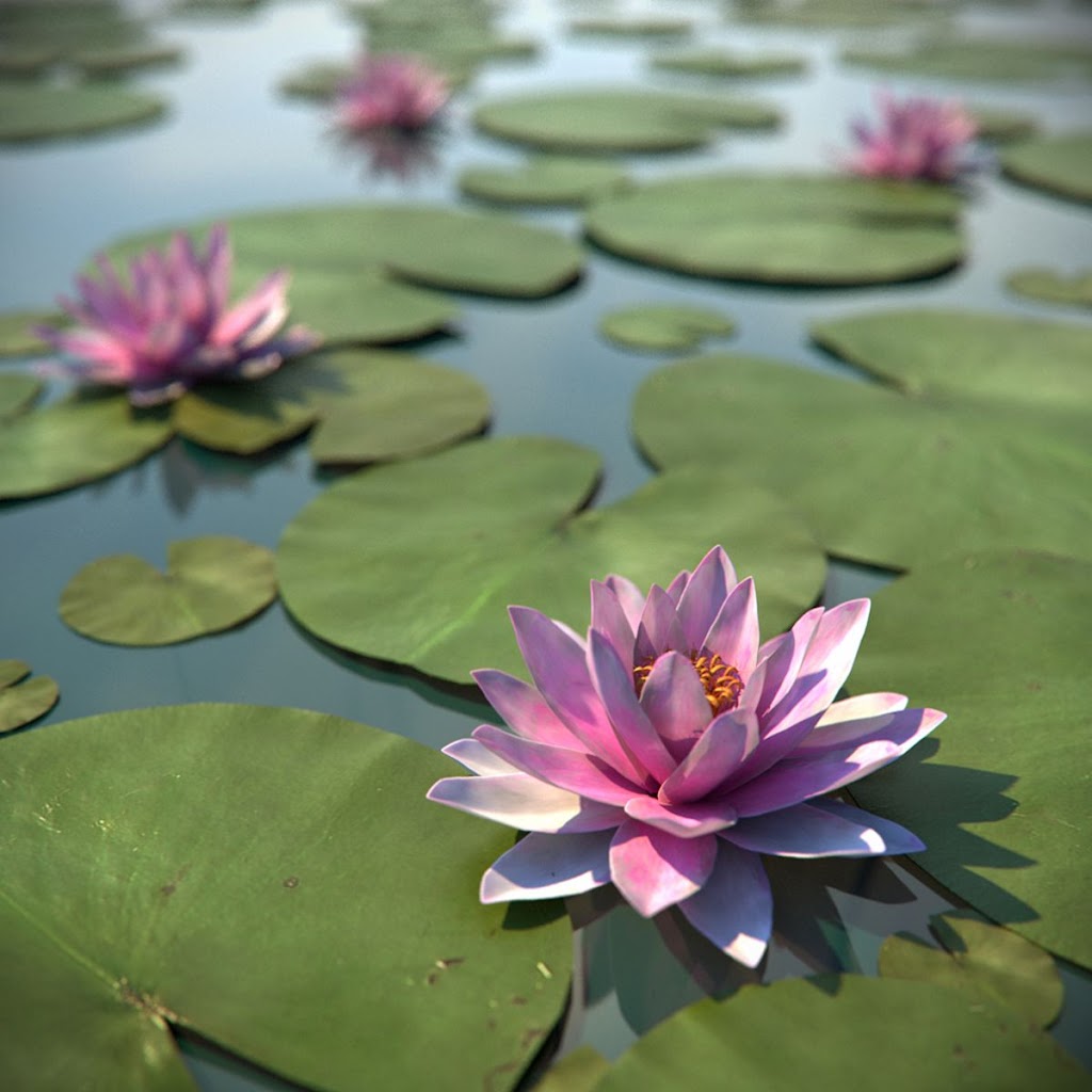 Lilypad Stay | 950 Rodeo Dr, Tewinga NSW 2449, Australia | Phone: 0414 475 085