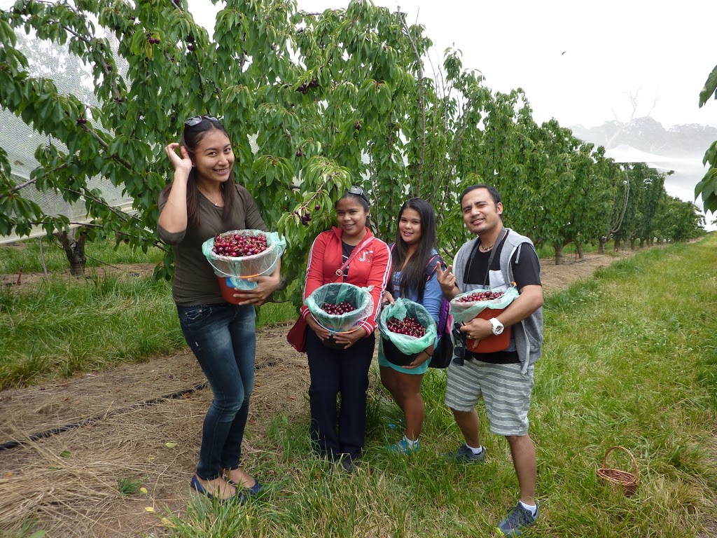 Harben Vale Pick Your Own Cherries |  | 34 Altmanns Rd, Balhannah SA 5242, Australia | 0439001962 OR +61 439 001 962