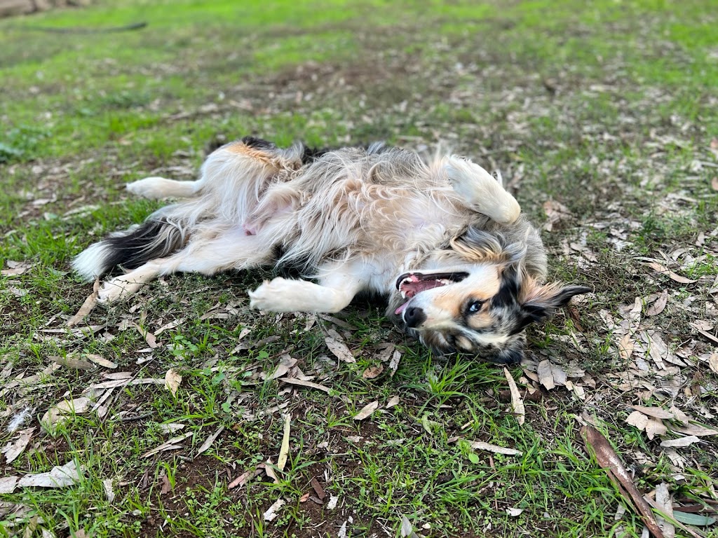 Rannoch View Border Collies | Blighty NSW 2713, Australia | Phone: 0417 288 149
